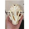 Image 9 : MOUNTAIN LION or COUGAR Skull with All its Teeth
