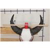 Image 10 : WATER BUFFALO Skull on a Wood Wall Pedestal