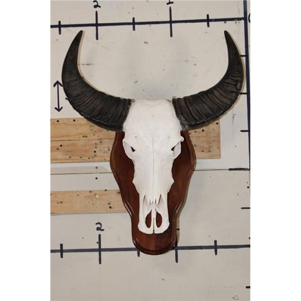 WATER BUFFALO Skull on a Wood Wall Pedestal