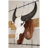 Image 2 : WATER BUFFALO Skull on a Wood Wall Pedestal