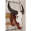 Image 3 : WATER BUFFALO Skull on a Wood Wall Pedestal
