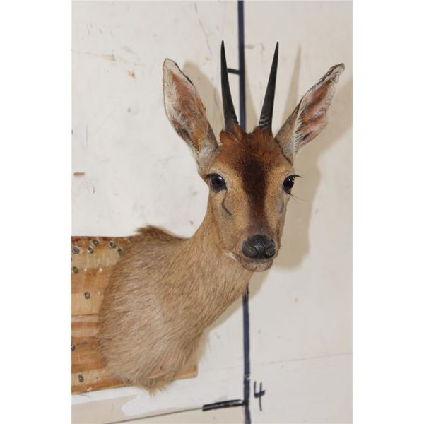 COMMON DUIKER Shoulder Mount