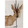 Image 1 : COMMON DUIKER Shoulder Mount