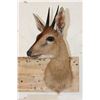 Image 2 : COMMON DUIKER Shoulder Mount