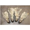 Image 1 : (4) ZEBRA Hooves with attached Leg Hide (ONE$)