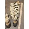 Image 4 : (4) ZEBRA Hooves with attached Leg Hide (ONE$)