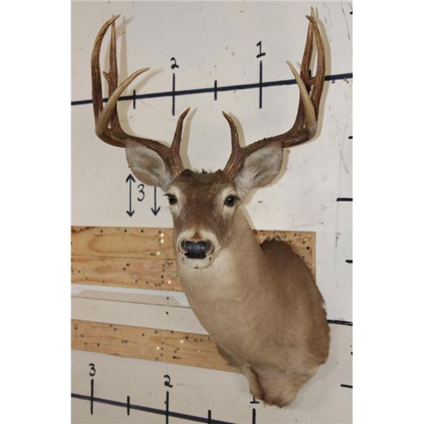 10-Point WHITETAIL DEER Shoulder Mount