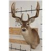 Image 1 : 10-Point WHITETAIL DEER Shoulder Mount