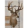 Image 2 : 10-Point WHITETAIL DEER Shoulder Mount