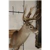 Image 3 : 10-Point WHITETAIL DEER Shoulder Mount