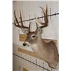 Image 4 : 10-Point WHITETAIL DEER Shoulder Mount