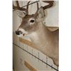 Image 5 : 10-Point WHITETAIL DEER Shoulder Mount