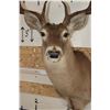 Image 6 : 10-Point WHITETAIL DEER Shoulder Mount