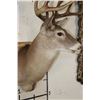 Image 7 : 10-Point WHITETAIL DEER Shoulder Mount