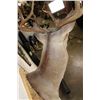 Image 8 : 10-Point WHITETAIL DEER Shoulder Mount