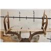 Image 9 : 10-Point WHITETAIL DEER Shoulder Mount
