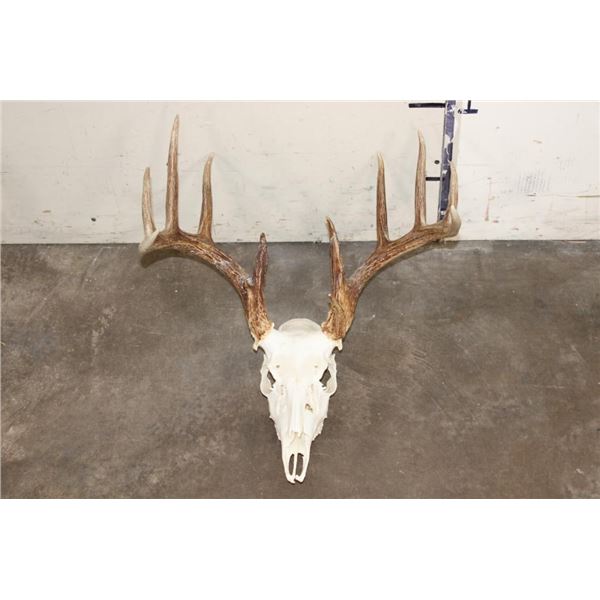 12-Point WHITETAIL DEER Skull with All its Teeth