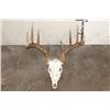Image 1 : 12-Point WHITETAIL DEER Skull with All its Teeth