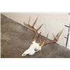 Image 2 : 12-Point WHITETAIL DEER Skull with All its Teeth