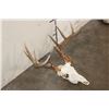 Image 3 : 12-Point WHITETAIL DEER Skull with All its Teeth