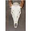 Image 5 : 12-Point WHITETAIL DEER Skull with All its Teeth