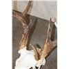 Image 8 : 12-Point WHITETAIL DEER Skull with All its Teeth