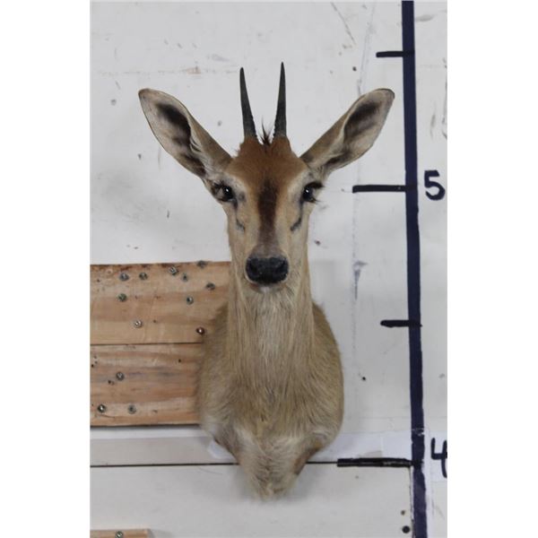 COMMON DUIKER Shoulder Mount