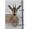 Image 1 : COMMON DUIKER Shoulder Mount