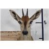 Image 5 : COMMON DUIKER Shoulder Mount