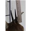 Image 7 : COMMON DUIKER Shoulder Mount