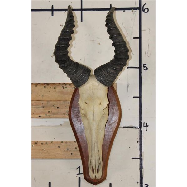 Big Heavy Horned RED HARTEBEEST Skull on a Wooden Plaque