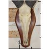 Image 5 : Big Heavy Horned RED HARTEBEEST Skull on a Wooden Plaque