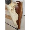 Image 6 : Big Heavy Horned RED HARTEBEEST Skull on a Wooden Plaque