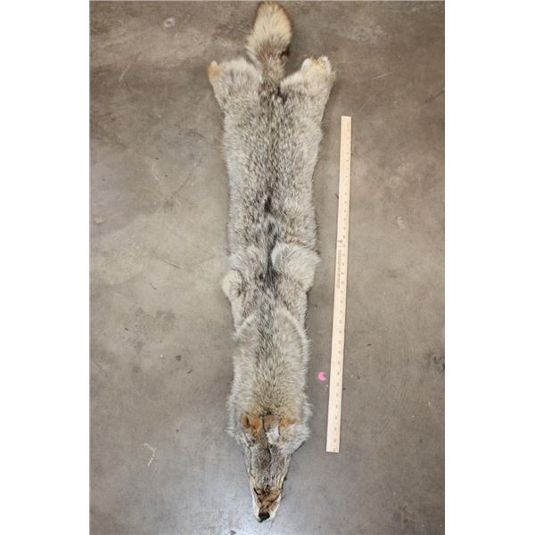 COYOTE HIDE
