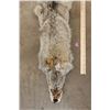 Image 2 : COYOTE HIDE