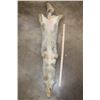 Image 4 : COYOTE HIDE
