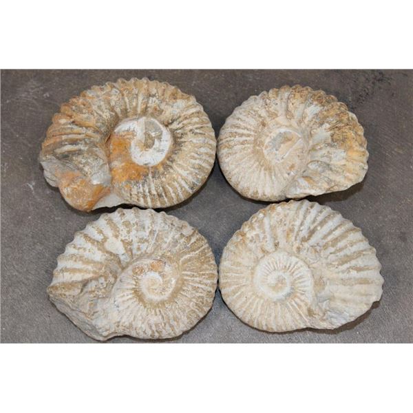 (4) AMMONITE FOSSILS (ONE$)