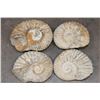 Image 1 : (4) AMMONITE FOSSILS (ONE$)