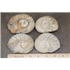 Image 2 : (4) AMMONITE FOSSILS (ONE$)