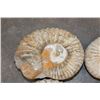 Image 3 : (4) AMMONITE FOSSILS (ONE$)