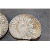 Image 4 : (4) AMMONITE FOSSILS (ONE$)