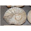 Image 5 : (4) AMMONITE FOSSILS (ONE$)