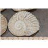 Image 6 : (4) AMMONITE FOSSILS (ONE$)