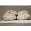 Image 7 : (4) AMMONITE FOSSILS (ONE$)