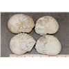 Image 8 : (4) AMMONITE FOSSILS (ONE$)