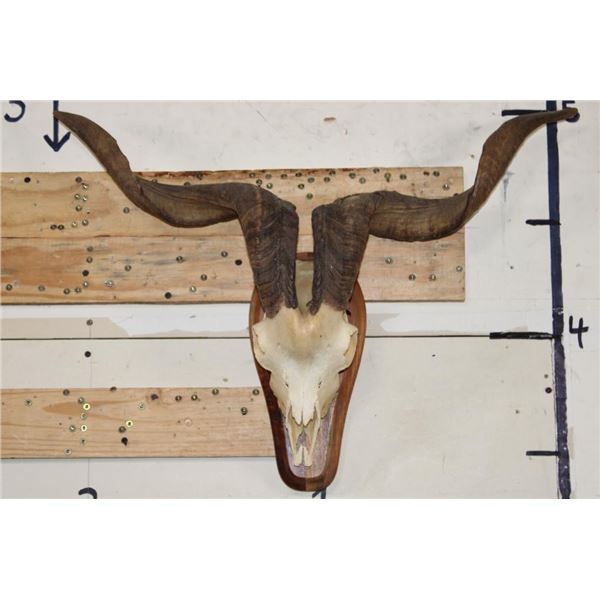 CATALINA GOAT Skull on a Plaque