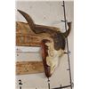 Image 3 : CATALINA GOAT Skull on a Plaque