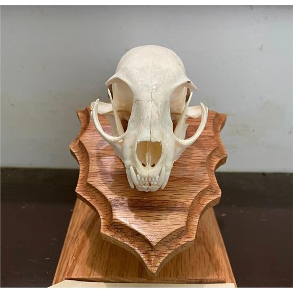 BOBCAT Skull with All its Teeth on an Oak Wood Pedestal Display