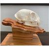 Image 2 : BOBCAT Skull with All its Teeth on an Oak Wood Pedestal Display