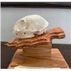 Image 3 : BOBCAT Skull with All its Teeth on an Oak Wood Pedestal Display